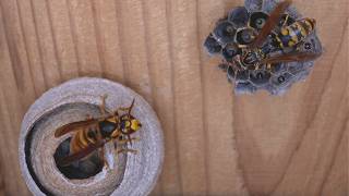 Duel Between Queens Paper Wasp vs Yellow Hornet [upl. by Almire]