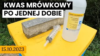 15102023  UL1  Jak działa kwas mrówkowy po jednej dobie Osyp warrozy na wkładkach dennicowych [upl. by Ociral751]