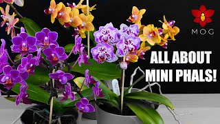 How to Care for Mini Phalaenopsis Orchids  Care Tips for Beginners [upl. by Alba]