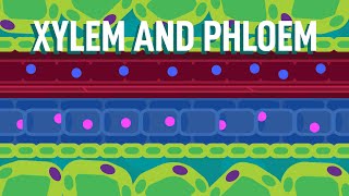 Xylem and Phloem  Transport in Plants  Biology  FreeAnimatedEducation [upl. by Htaeh]