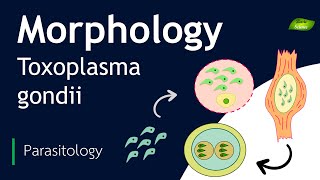 Toxoplasma gondii  Morphology  Basic Science Series [upl. by Llertnom]