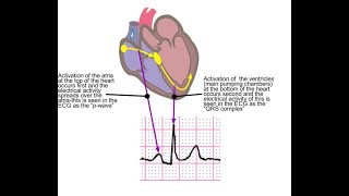 Using Electrocardiography to Assess for Heart chamber enlargement [upl. by Nasah]