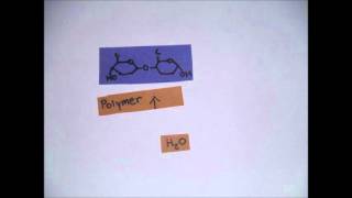 Dehydration Synthesis and Hydrolysis [upl. by Aipmylo]