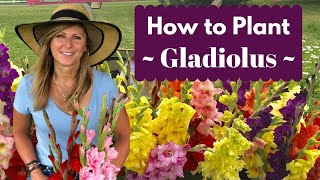 How to Plant Gladiolus Bulbs  Corms  Cranbury Fields Flower Farm [upl. by Lodie]