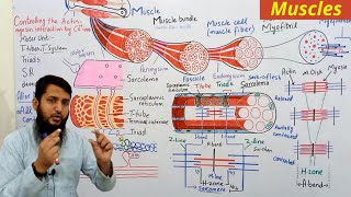 Muscles  Muscle in one shot  types structure and function of muscles  skeletal muscle [upl. by Conney658]