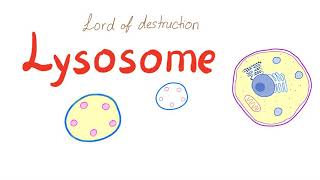 Lysosome [upl. by Ahseuqram]