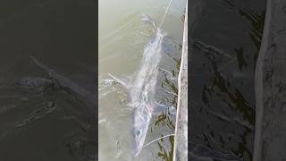 Amazing Fish amazingfish amazingfishingbigfish bigfishgames shortsfeed youtubeshorts trending [upl. by Nerro]