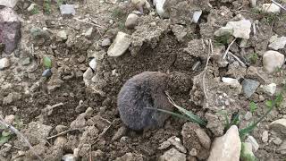 A mole digging a hole cauught on camera [upl. by Winn]