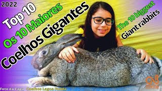 Os 10 Maiores Coelhos Gigantes Giant rabbit [upl. by Miarfe]