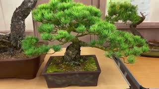 Aka Matsu Bonsai Club Night Members trees [upl. by Farrica]