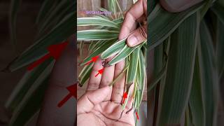 Spider Plant Brown Tips Problem [upl. by Zoie468]