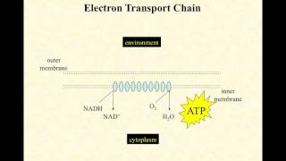 BIO2020 Episode 020 krebs electron transport system [upl. by Monteith]