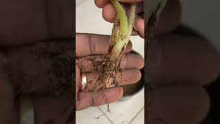 How to propagate Large Leaf Begonias shorts begonias [upl. by Placeeda]