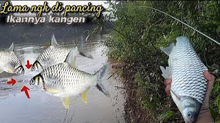 rejeki mancing ikan tawes pakai umpan siluman [upl. by Sigfrid]