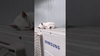 삼성 뉴 모델 아기고양이 Samsung new model kitten [upl. by Anaylil875]