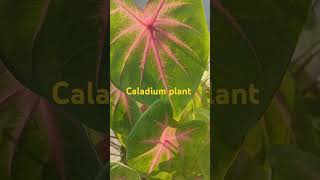 Caladium plantsক্যালাডিয়ামshorts garden [upl. by Knight426]