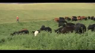 Idaho Beef  Grass Finished by Bradys Beef [upl. by Wiedmann]