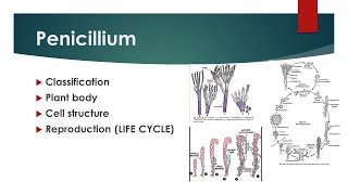 Penicillium  plant body life cycle  Urdu\Hindi  AZ concepts guide [upl. by Kannav934]