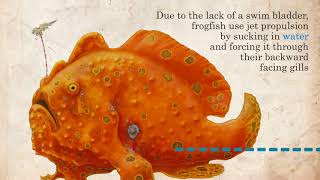 Frogfish facts  Marine Life in 45 Seconds [upl. by Hausmann]