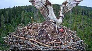 Ten fish deliveries to the nest of the osprey [upl. by Ahsemad]