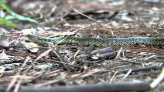 Speckled Kingsnake [upl. by Anbul]