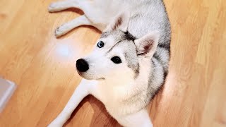 🔴 Come Hang Out With My Husky LIVE [upl. by Cosette]