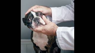 Dry Eye in Dogs – Types and Treatments [upl. by Meela]