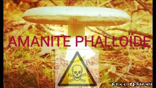 LAMANITE PHALLOÏDE est en effet responsable de 90  des cas dempoisonnements graves en France [upl. by Lord]