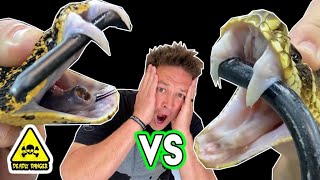 Snake Venom VS Flesh This Stinks… [upl. by Hsreh]