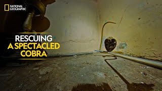 Rescuing a Spectacled Cobra  Snakes SOS Goa’s Wildest  Full Episode  National Geographic [upl. by Helbon]