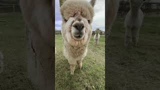 Alpakka🦙  alpaca alpacafarm norway norge farming subscribe [upl. by Manoop]