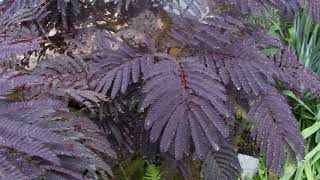 Albizia julibrissin Summer chocolate [upl. by Tymes680]