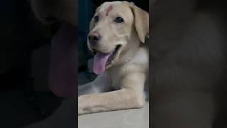 Jeevan neeye❤️🐶 cute trendingshorts labradorlovers trending labradorretreiver doglover [upl. by Eel]