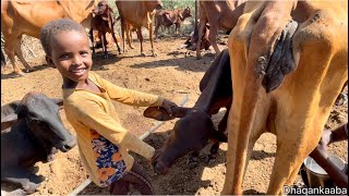 Normal LIFE of Somalia countryside nolasha caadigaa ee baadiyaha somaliya jowhar [upl. by Younger]