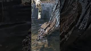 Fish Heads For Dinner For Our Smooth Fronted Caiman share trending subscribe reptiles new wow [upl. by Nyliret]