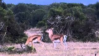 The mating game Grants Gazelles [upl. by Dorcas]