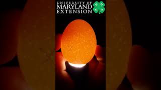 Egg Candling Day 1 [upl. by Trev885]