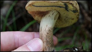 北海道 阿寒で念願のドクヤマドリに到達！ Hemileccinum venenatus 20240727 [upl. by Safir]