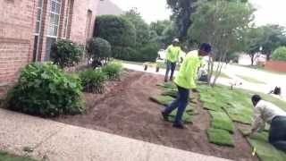 New Zoysia Lawn Installation in Flower Mound [upl. by Pavier]