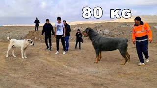 EL ROTTWEILER GIGANTE lo crearon en este país [upl. by Okir]