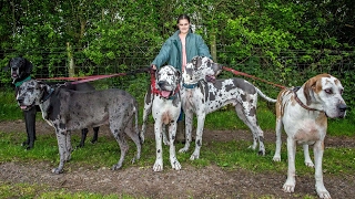 Living With Great Danes [upl. by Ardle]