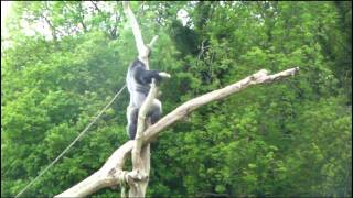 Ambam The Western Lowland Gorilla Climbing amp Standing Up Like a Man  2010Gorilla [upl. by Gean78]