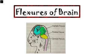 SEM II 44 FLEXURES OF BRAIN [upl. by Inkster955]