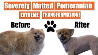 Matted Pomeranian Gets Shaved  Pet Grooming Transformation [upl. by Socin]