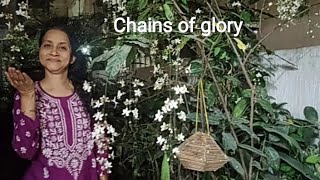 CLERODENDRUM SCHMIDTII  Chains of glory [upl. by Nosahc]