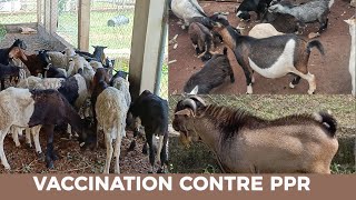 Vaccination des Moutons contre la PPR  Techniques dInjection SC IM IV [upl. by Ardel17]