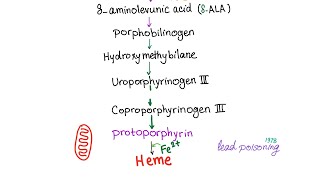 Heme Synthesis Pathway — Biochemistry and Hematology [upl. by Iblehs]