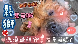 Ep15鬆獅剪毛過程分享鬆獅乖嗎？洗澡過程 [upl. by Juliano734]