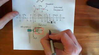 NLinked Glycosylation Part 2 [upl. by Jaquenetta]