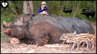 How Farmers Deal With Giant Wild Boars Attacking Farms And Crops [upl. by Oeht]